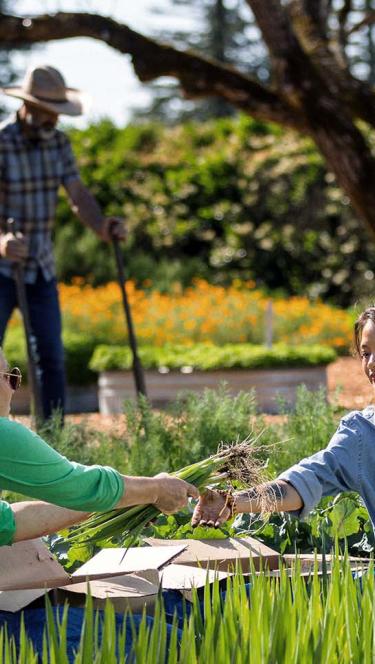 Image of Farm to Pantry’s volunteers gleaning.