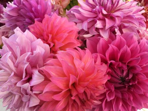 pink, magenta, and red dahlias up close