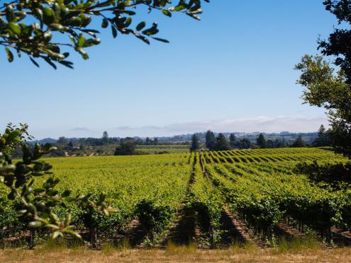 Vineyard at Emeritus Vineyards glimpsed through trees on a sunny day 