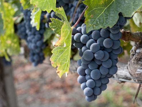 zinfandel grapes 