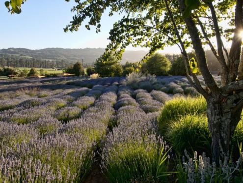 Lavender fields at Matzanzas Creek Winery in Sonoma County's Bennett Valley 