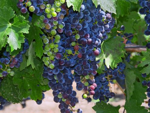 Winegrapes ripening between veraison and harvest 