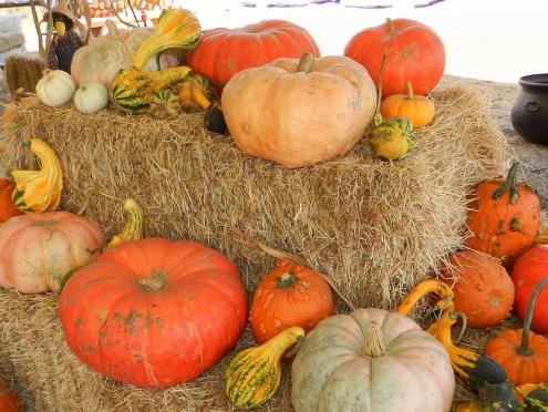 Pumpkin Patches in Sonoma County 