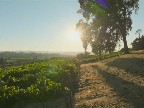 Image of vineyards at Alexander Valley