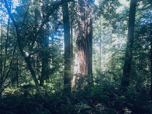 Grove of Old Trees