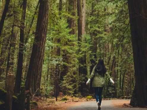 sonoma county redwoods