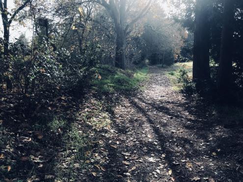 Leaves, bushes, and trees