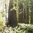 Redwoods and Rivers